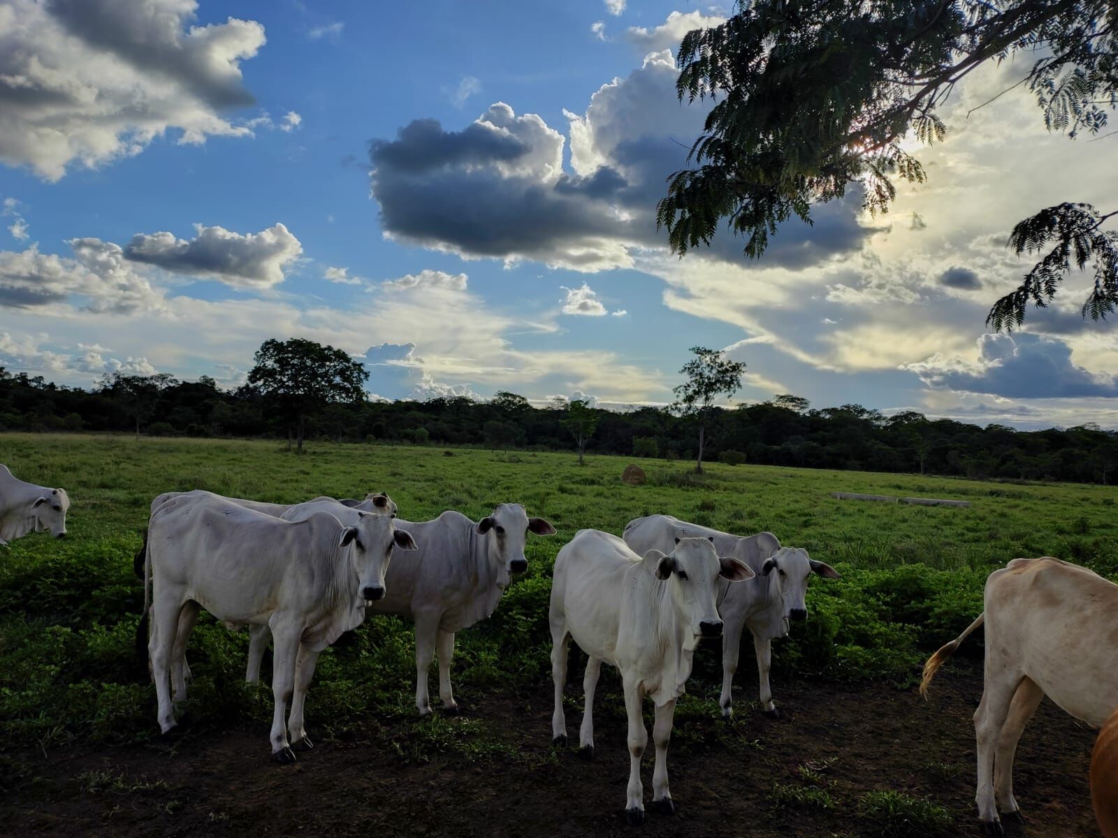Foto 4 de Sítio no Assentamento São José