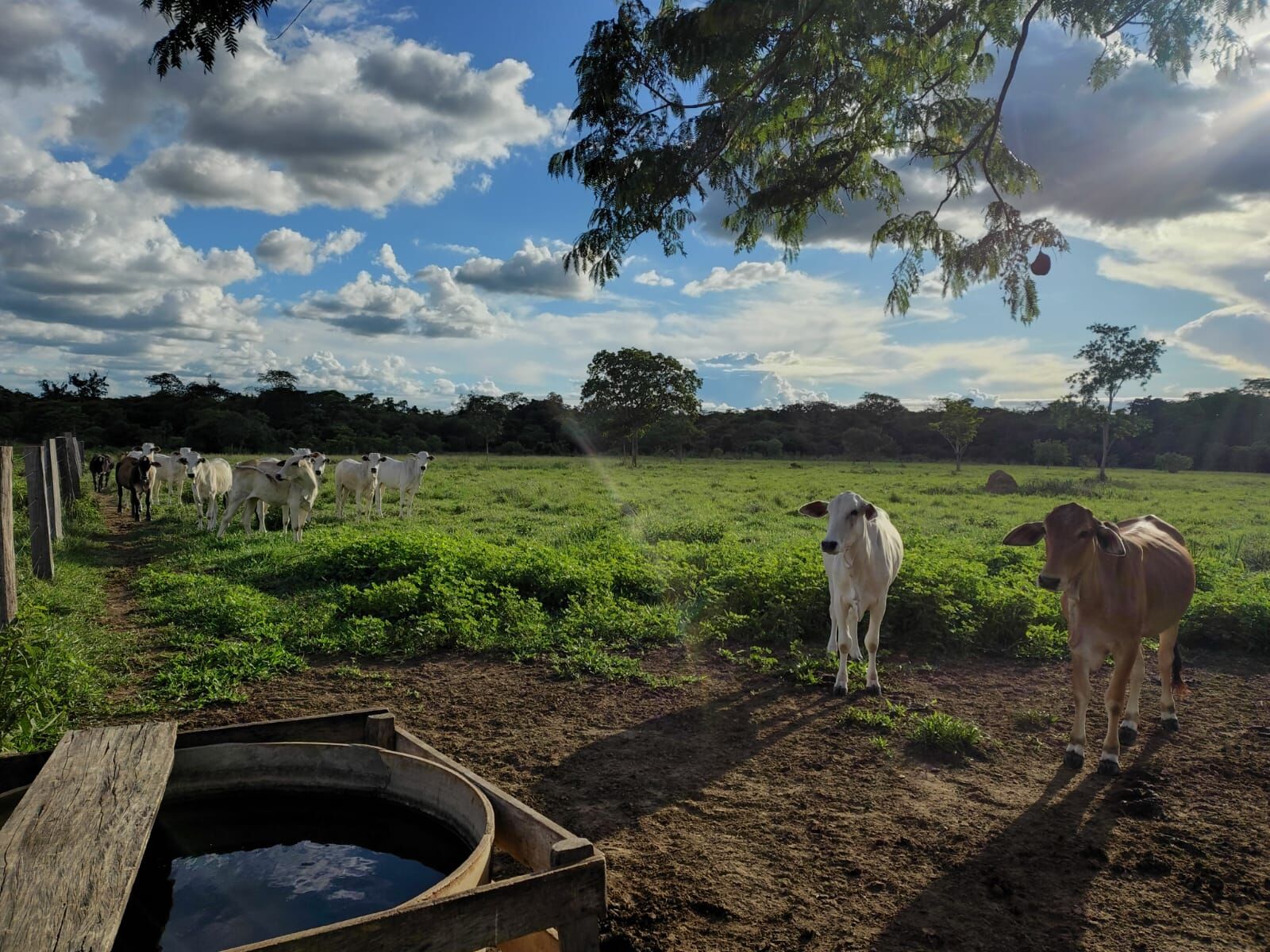 Foto 9 de Sítio no Assentamento São José