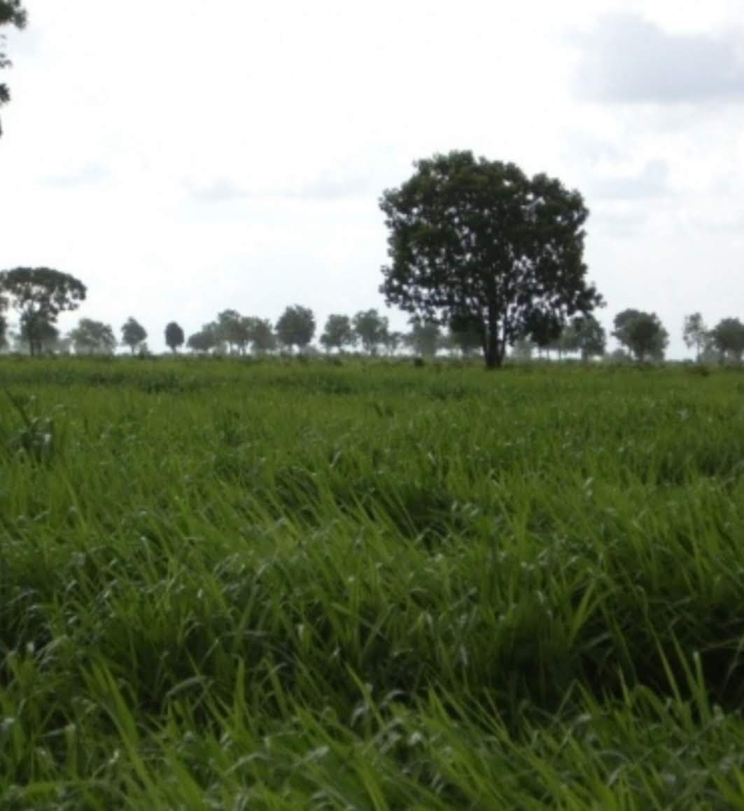 Foto de Fazenda na Área Rural