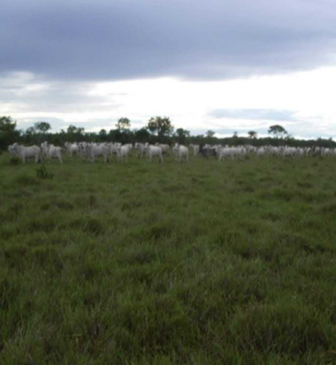 Foto 8 de Fazenda na Área Rural
